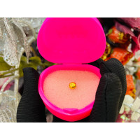 GOLD 999 GOLDEN BEAN - Weight: 1 g